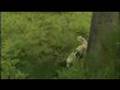 Rescue-Dog-Belgium