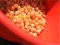 Multetur - picking cloudberries - Numedalsnett