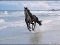 Marea Neagra (Black Sea) 2008 Manele-Gratis.net