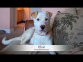 Dogs & Puppies Available For Adoption! Dogs & Puppies Available For Adoption!