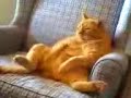 Video Phone (Butterscotch \"The Cat Man\".3g2)