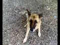 se aprecia bastante bien lo k esta pensando el perro en cada momento.