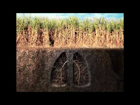 Comercial Wolf Seeds - Adubação Verde