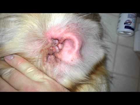how to treat otitis externa in dogs
