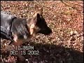 German Shepherd in wheelchair playing with other GSD\