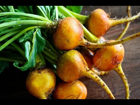 how to harvest beetroot seeds