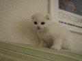 Scottish Fold 【楽しいにゃ1】
