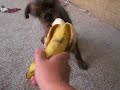 Miss Kit-T eating and trying to play with banana lol Miss Kit-T eating and trying to play with banana lol