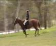 GALOP