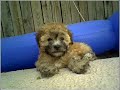 skateboard-puppy-peekapoo-skateboarding-dog.html