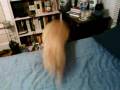 videos de Henry