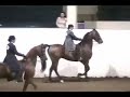 American Saddlebred at the NWSA Fall Classic Futurity