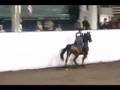 American Saddlebred at the NWSA Fall Classic Futurity
