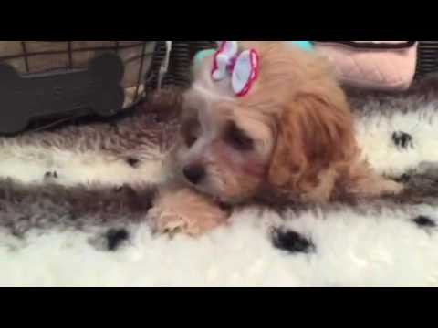 ABSOLUTELY BEAUTIFUL COCKAPOO FEMALE PUPPY!