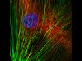 Cytoskeleton Cytoskeleton