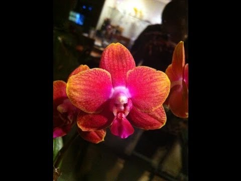 how to replant orchid roots