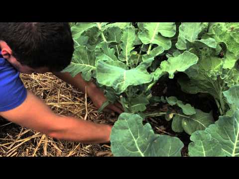 how to fertilize broccoli