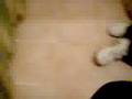 panza rapping