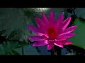 Trouwen op Bali Indonesi�