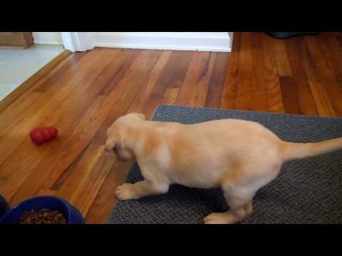 Sawyer – Yellow Labrador Retriever – First day home playing with kong