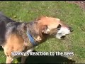 Beekeeping