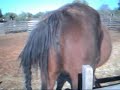 Pregnant Horse7 Pregnant Horse7