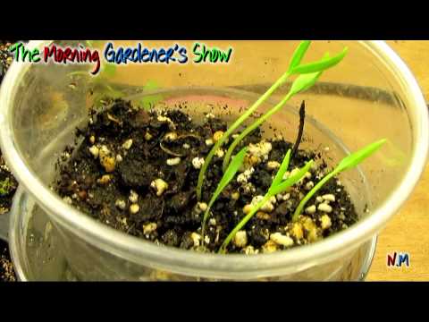 how to grow grapes from seed