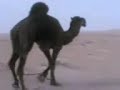 موقع سمان الهرج الشعبي  مزاين مزايين الابل ابل بعير ناقه ناقة فحل مجاهيم وضح قصايد قصيده قلطات قلطه شعر اشعارالهاجري القحطاني العتيبي السبيعي اليامي العجمي المري الحربي الدوسري