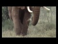 Elephants of Tsavo