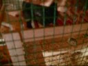 beloved gerbils beloved gerbils
