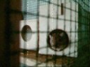 videos de beloved gerbils