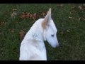 Rescue dog - Adopted!  Meka, white german shepherd.