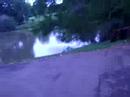 lago nesssss