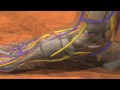 Shark-O-Foot 2: the Rise of RANK-L