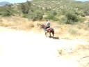 makhs-koumparos-with-horse.html