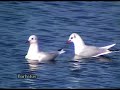 Gaviota reidora ( Larus ridibundus )