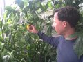 Growing Hot Manzano Peppers that Can Survive a Light Freeze