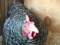 Barred Rock Chicken Zomie Attack Barred Rock Chicken Zomie Attack