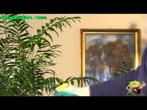how to replant indoor palm tree