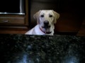 the giant attack from the............DOG!!!