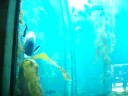 Fish, various large unusual beautiful Fish, various large unusual beautiful