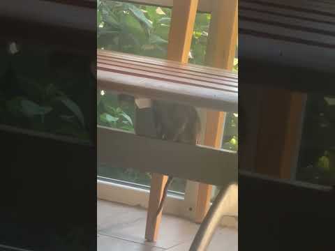 District of Columbia Department of Consumer and Regulatory Affairs - Rats in my... - Image 2