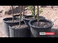 Bare Root Plants Bare Root Plants