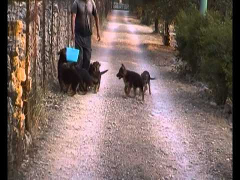Video cani pastore tedesco