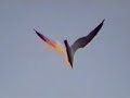 UFO - THE PROBEBIRD