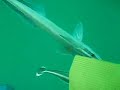 Two Remora Fish Attempt to Attach to a Scuba Diver