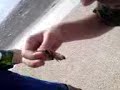 andy caless moth eater 1 andy caless moth eater 1
