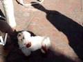 Caniche video