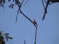 Príncipe ou verão no Parque da Cidade, em Brasília, Brasil Príncipe ou verão no Parque da Cidade, em Brasília, Brasil