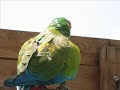 parc des oiseaux